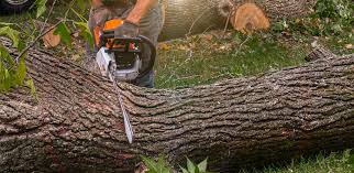 How Our Tree Care Process Works  in  Lake Bluff, IL