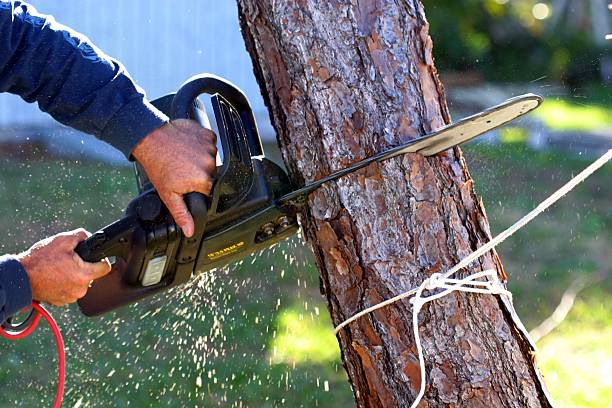 Reliable Lake Bluff, IL Tree Removal Services Solutions